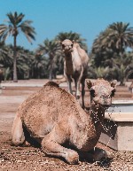 Hotel Královský Bahrajn - Perla Perského zálivu dovolenka