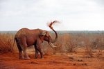 Hotel 2 dny safari Tsavo East + Neptune Beach dovolenka
