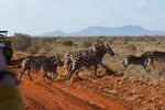 Hotel 2 dny safari Tsavo East + Neptune Beach dovolenka