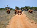 Hotel 2 dny safari Tsavo East + Neptune Beach dovolenka