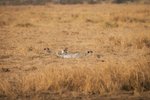 Hotel 2 dny safari Tsavo East + Neptune Beach dovolenka