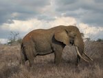 Hotel 2 dny safari Tsavo East + Neptune Beach dovolenka