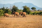 Hotel 2 dny safari Tsavo East + Neptune Beach dovolenka