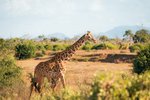 Hotel 2 dny safari Tsavo East + Neptune Beach dovolenka