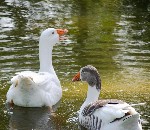 Hotel PrideInn Flamingo Beach Resort dovolenka