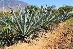 Agáve, základná surovina na výrobu obľúbeného mezcalu