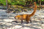 Fauna v Tulume