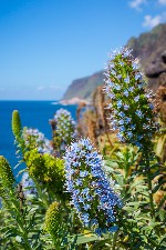 Hotel Velikonoční Madeira dovolenka